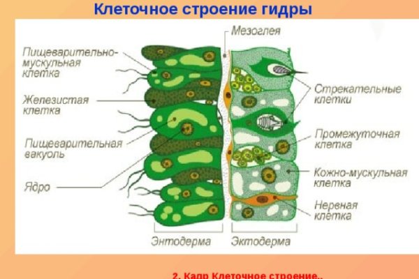 Гидра и кракен
